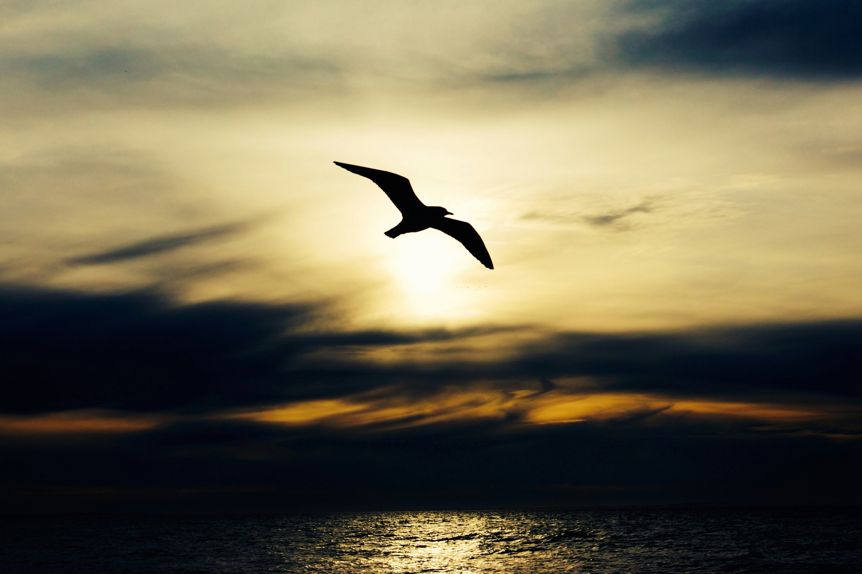 silhouette of bird in flight